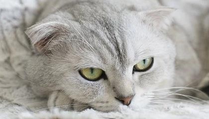 爱体育娱乐入口-逆转之王：那些令人惊叹的逆转战役，逆转之王小说