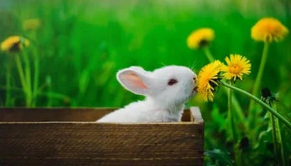 爱体育娱乐入口-逆转之王：那些令人惊叹的逆转战役，逆转之王小说